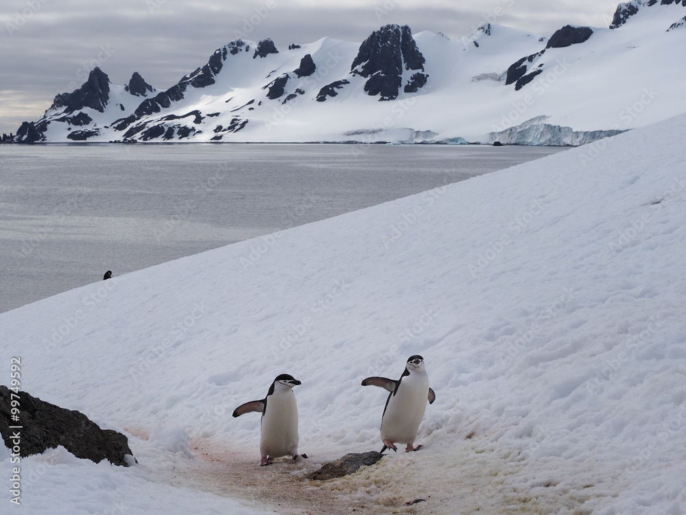 Fototapeta premium Chinstrap Penguins on Halfmoon Island in Antarctica