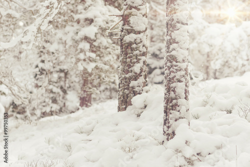 Forest covered in white sno...