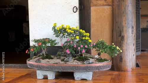 Flowering Chrysanthemum bonsais at the Hanok traditional house. photo