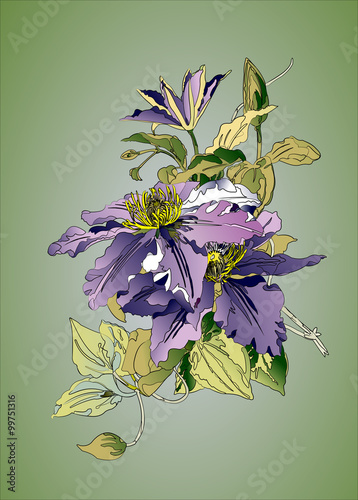 Clematis