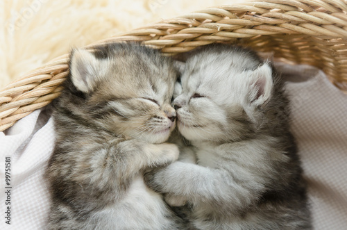 tabby kittens sleeping and hugging in a basket Fototapet