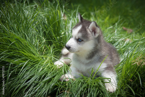 little siberian husky puppy lying on green grass