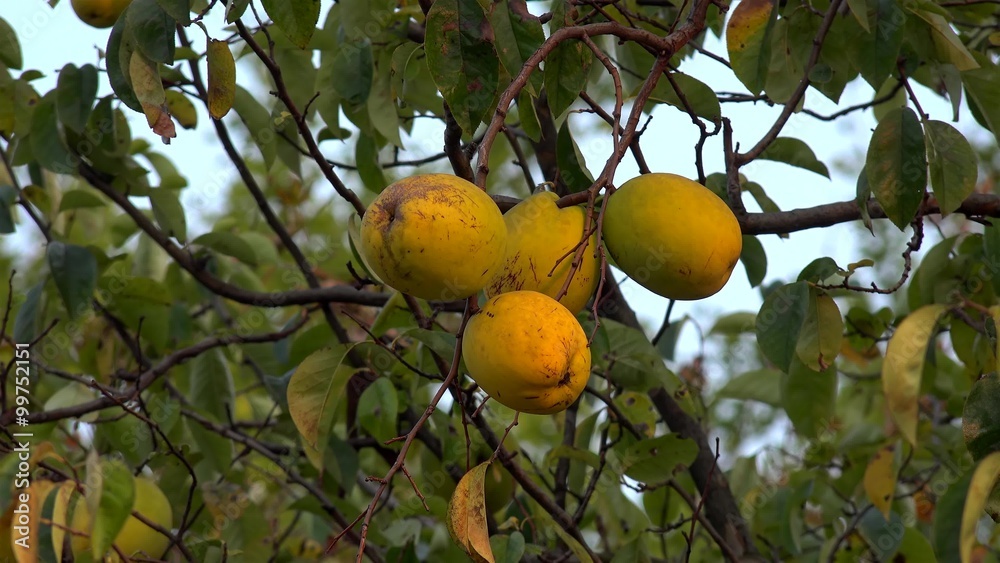 Ripe Chinese quince fruit on the tree (Pseudocydonia sinensis). Ripe Chinese quince fruit on the tree (Pseudocydonia sinensis).