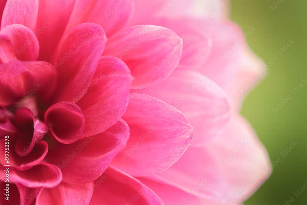 Close up of a beautiful pink Dahlia Flower (Dahlia pinnata) flower in green background. Close up of a beautiful pink Dahlia Flower (Dahlia pinnata) flower in green background.