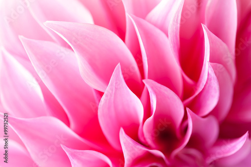 Close up of a Beautiful petals of pink Dahlia Flower (Dahlia pinnata) © Prashant ZI