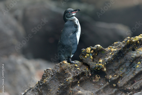 Galapagos penguin live in the north of the equator in the wild
