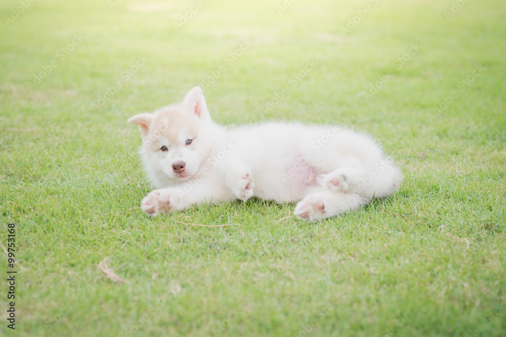 siberian husky puppy lying on green grass siberian husky puppy lying on green grass