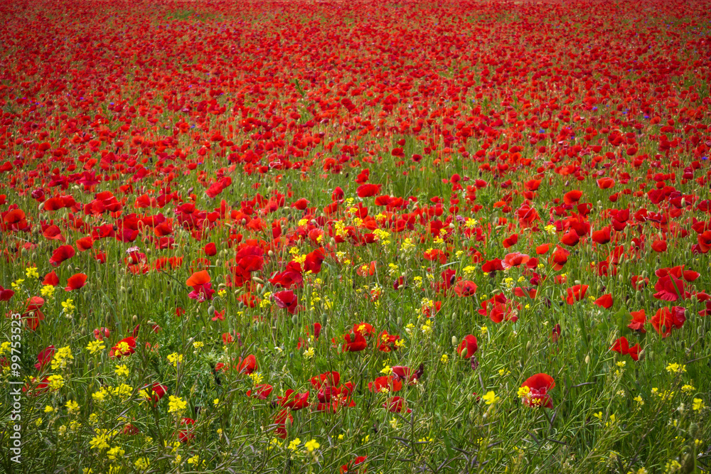 Mohnblumen - The Poppy Field