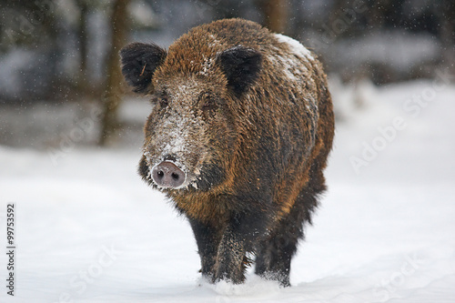 Wildschwein