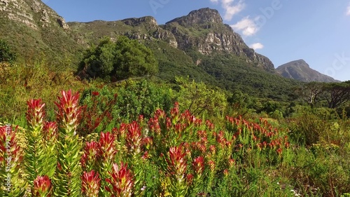 View of the Kirstenbosch botanical gardens against the backdrop of Table mountain, Cape Town, South Africa