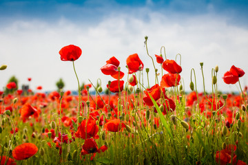Papier peint photo Coquelicots Champ de coquelicots sauvages éclatants  © MACLEG