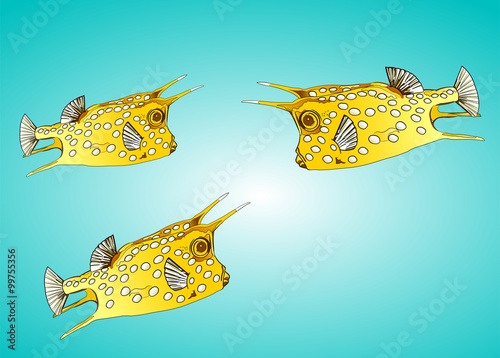Kuhfisch