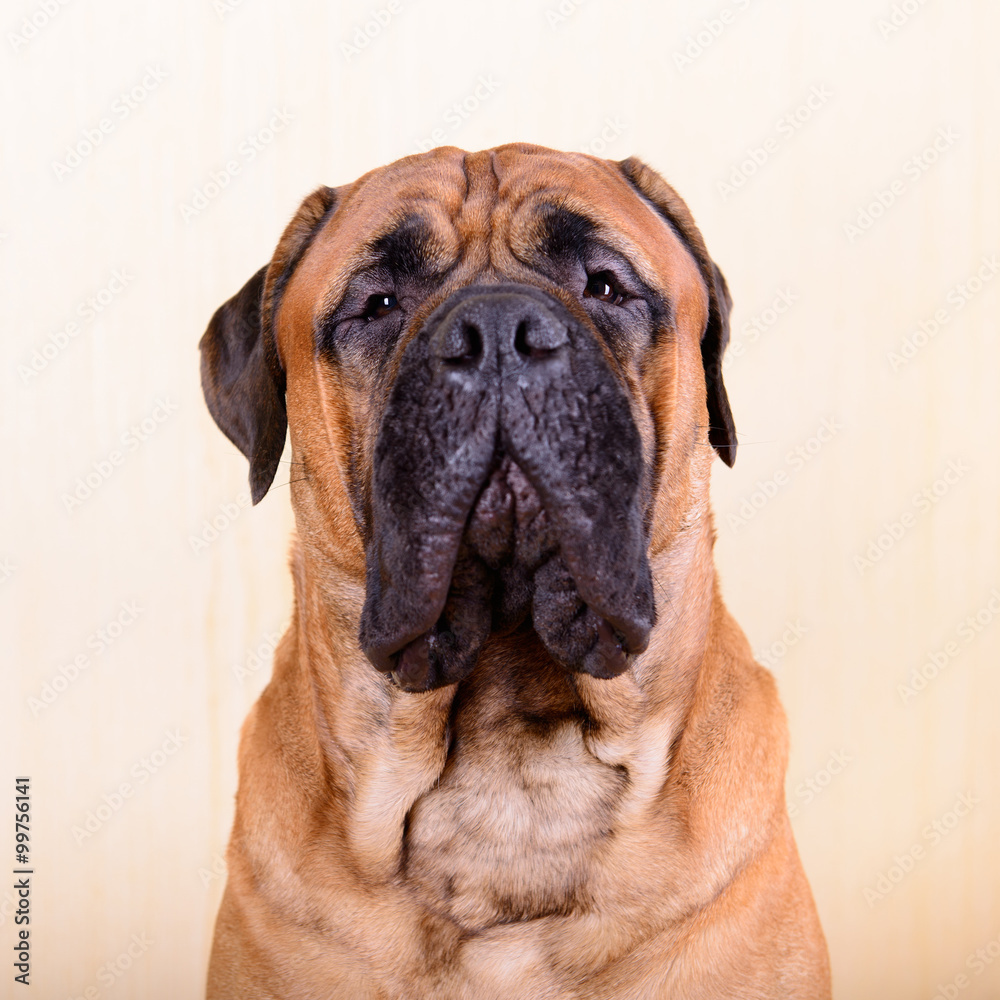 portrait of dog bullmastiff