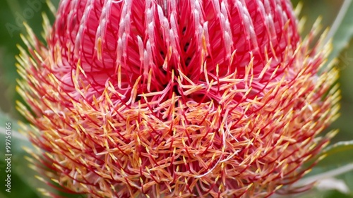 Closeup of Banksia Menziesii (firewood banksia) flower with crawling Iridomyrmex conifer ants