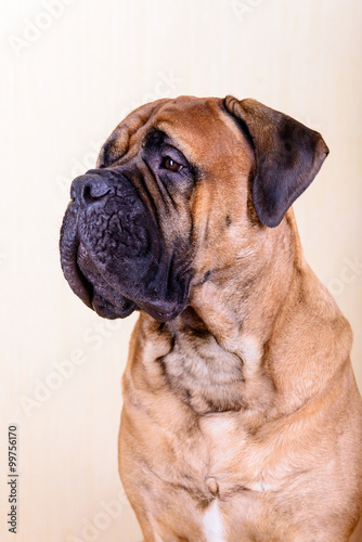 portrait of dog bullmastiff © inna_astakhova
