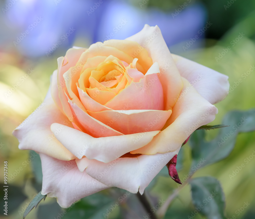 Obraz premium Pink hybrid rose in the garden