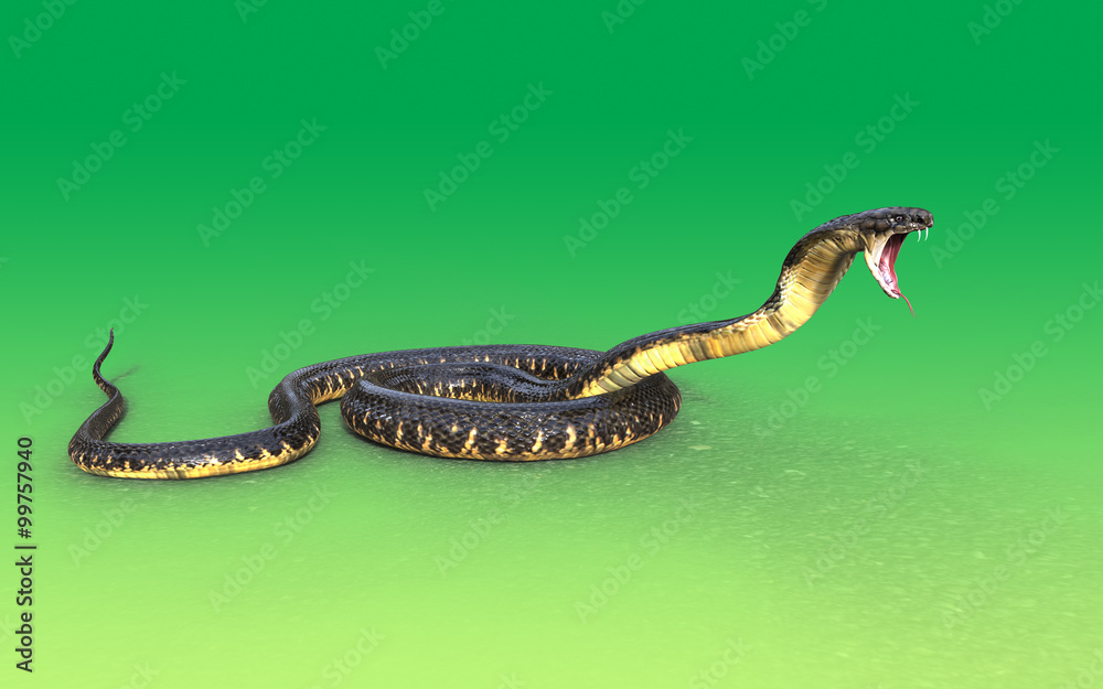 Obraz premium 3d King cobra snake attack isolated on green background