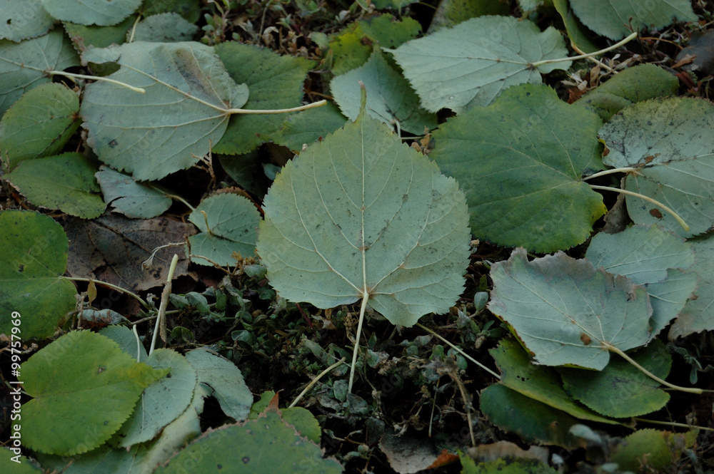 Obraz premium Green linden leaves crumbled and lie on the ground.
