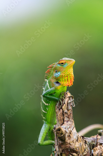 Chameleon with red and yellow head