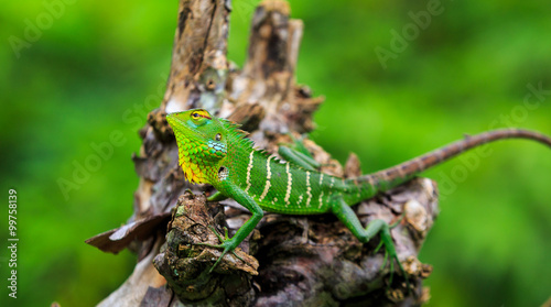 Chameleon with green head