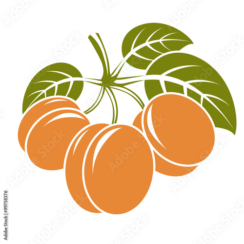 Harvesting symbol, vector fruits isolated. Ripe organic sweet ap