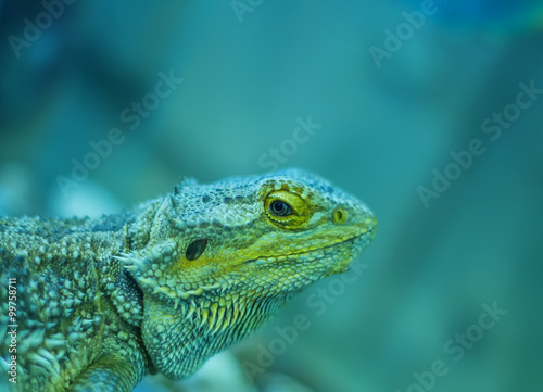 Lizard head close-up perched on log green background blur