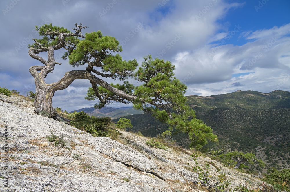 Relict pine on a mountainside. Crimea. Relict pine on a mountainside. Crimea.