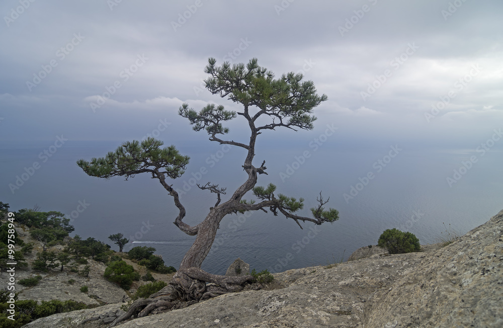 Relic pine in the rocks on the seashore. Relic pine in the rocks on the seashore.
