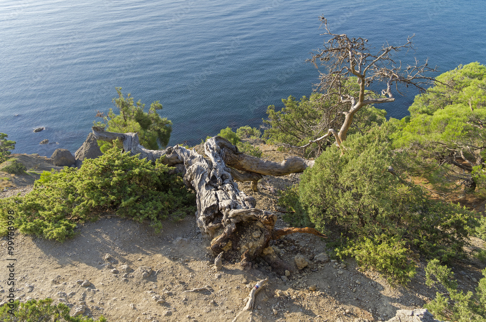 Fallen relict pine. Crimea.