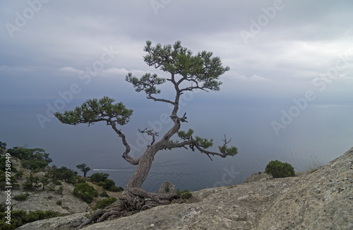 Relic pine in the rocks on the seashore.
