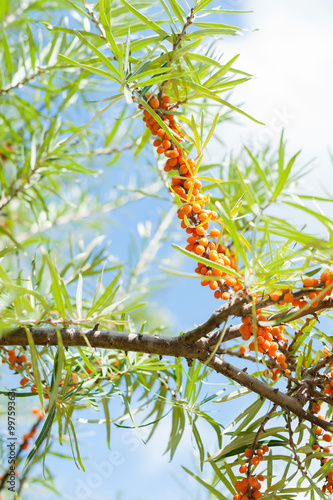 Schilderij op canvas Branch with berries of sea buckthorn and leaves