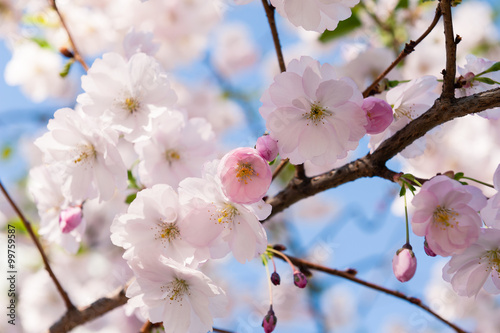 Japanese flowering cherry