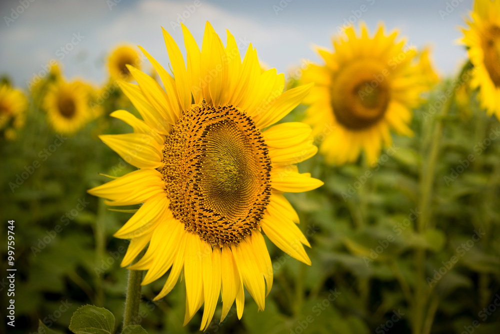 Obraz premium One sunflower faced to viewer