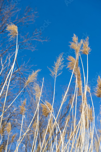 Fototapeta Naklejka Na Ścianę i Meble -  Reed with Blue Sky Background