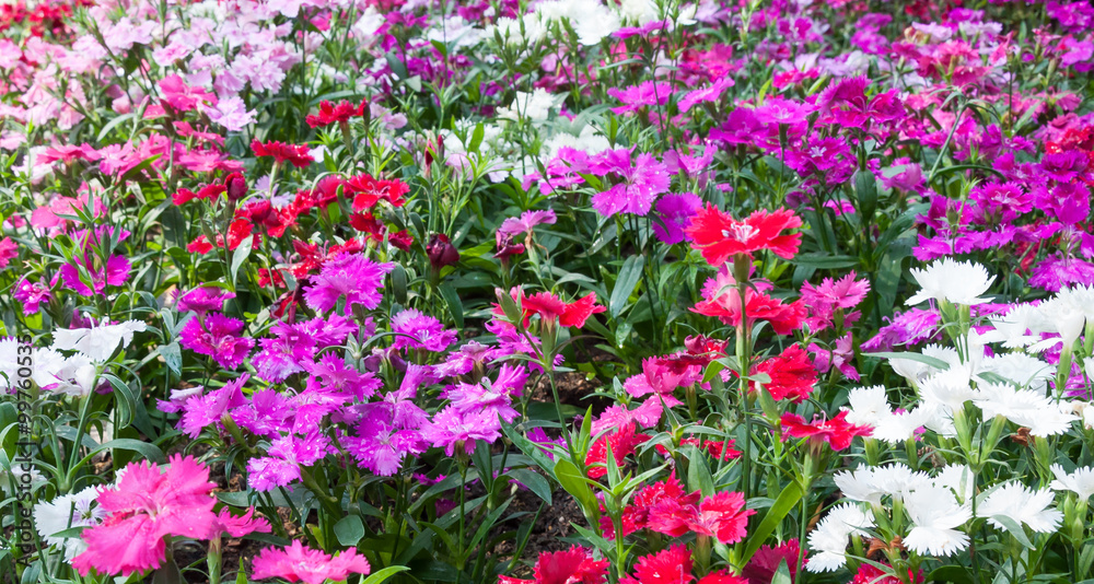 Fototapeta premium Vivid colorful flower
