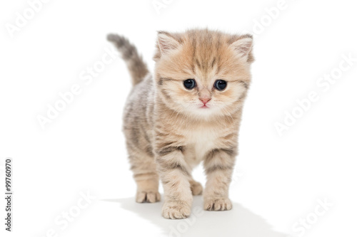 Funny kitten breed British marble