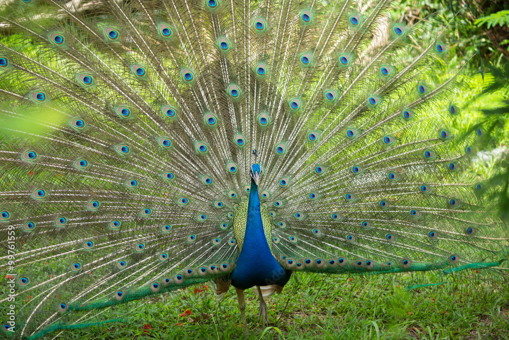 Obraz premium Peafolw Spread Tail-Feathers