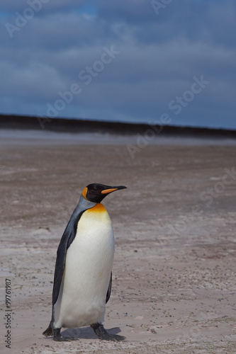 King Penguin  Aptenodytes patagonicus  on a sandy beach at Volunteer Point in the Falkland Islands. 