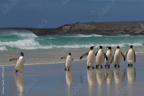 Group of King Penguins  Aptenodytes patagonicus  and Gentoo Penguins  Pygoscelis papua  on a sandy beach on the coast of a stormy South Atlantic at Volunteer Point in the Falkland Islands.