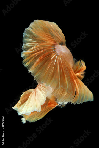 Movement the tail of .gold siamese fighting fish isolated on bla