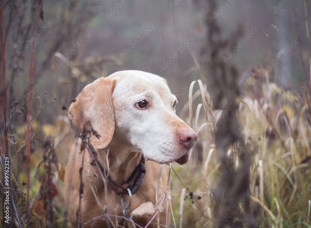 older vizsla dog in nature older vizsla dog in nature