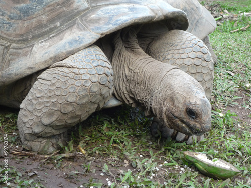 tortue géante photo