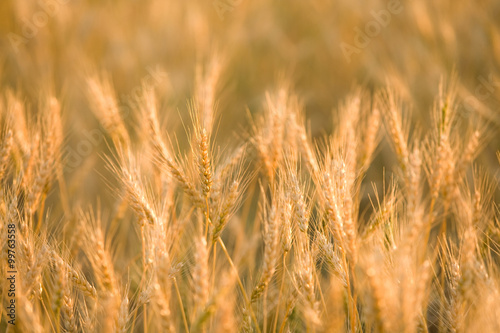 麦畑 © MP_P