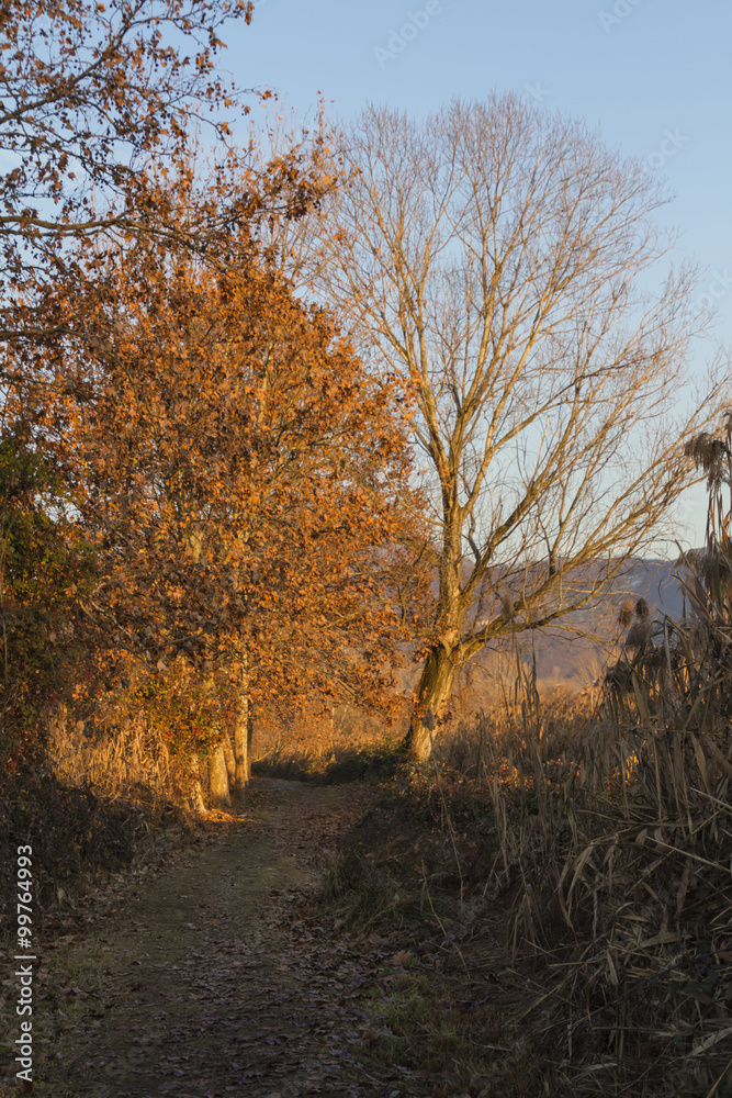 Fototapeta premium tree in the forest at sunset