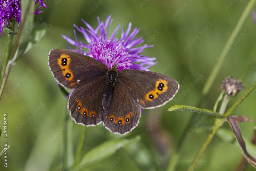 Obraz premium Graubindiger Mohrenfalter.Erebia aethiops .Esper, 1777