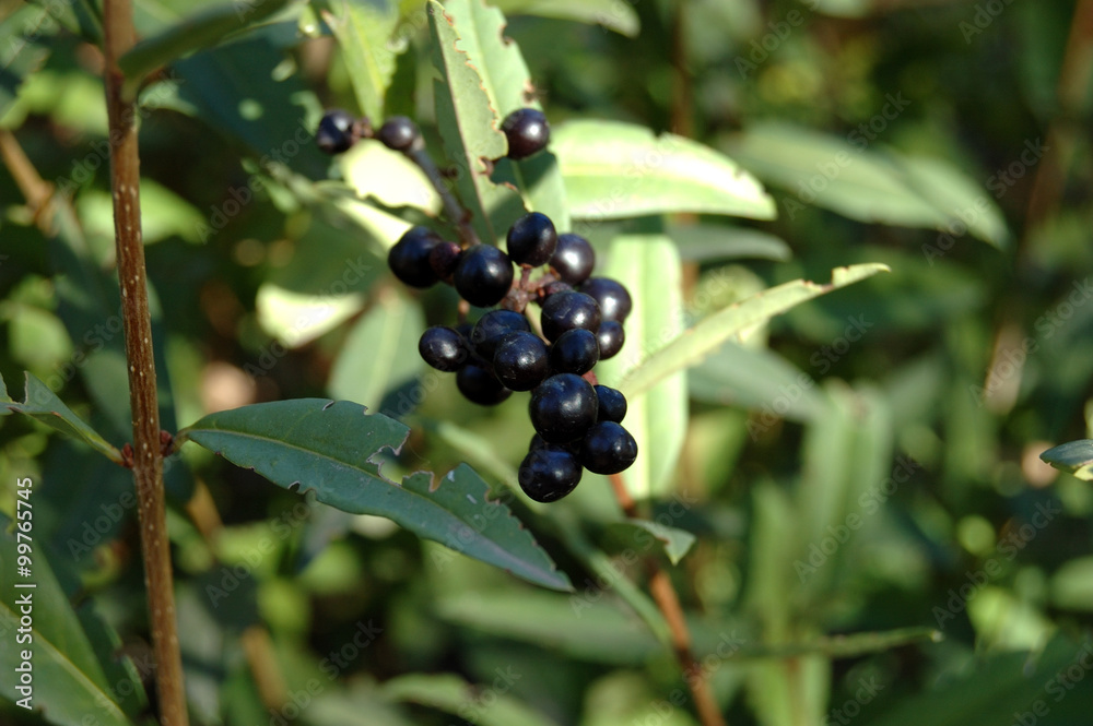 Unknown wild black berries in the park. Unknown wild black berries in the park.