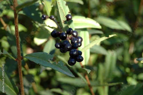 Unknown wild black berries in the park.