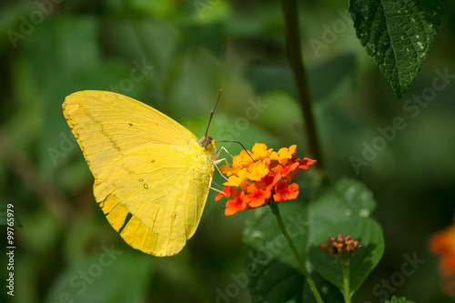 La mariposa amarilla toma el polen de la flor de color amarillo y naranja. © jesuschurion57