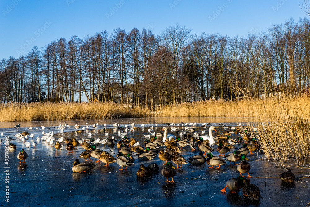 mühlenteich rostock