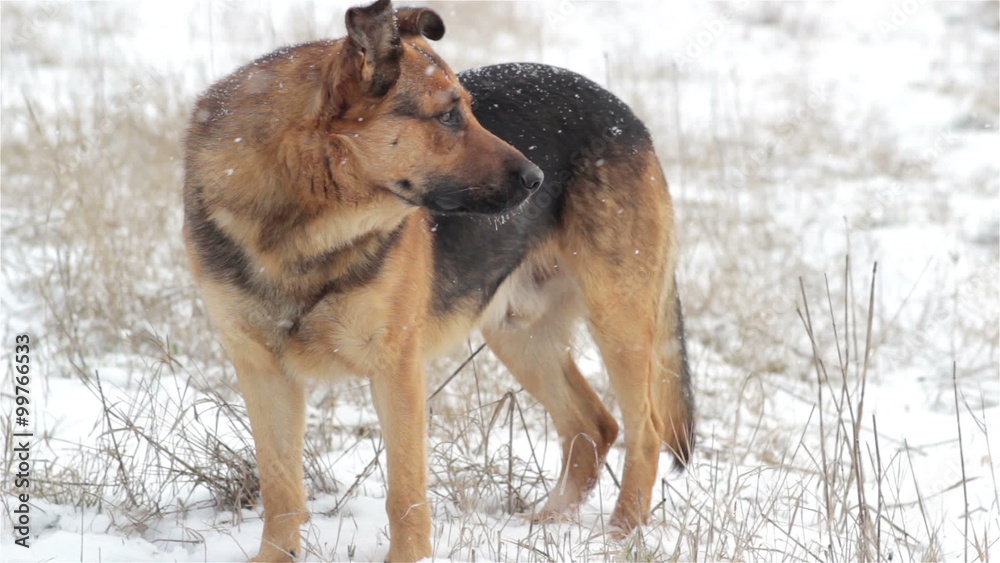 snow falls on the dog/winter snow falls in the field shepherd dog snow falls on the dog/winter snow falls in the field shepherd dog